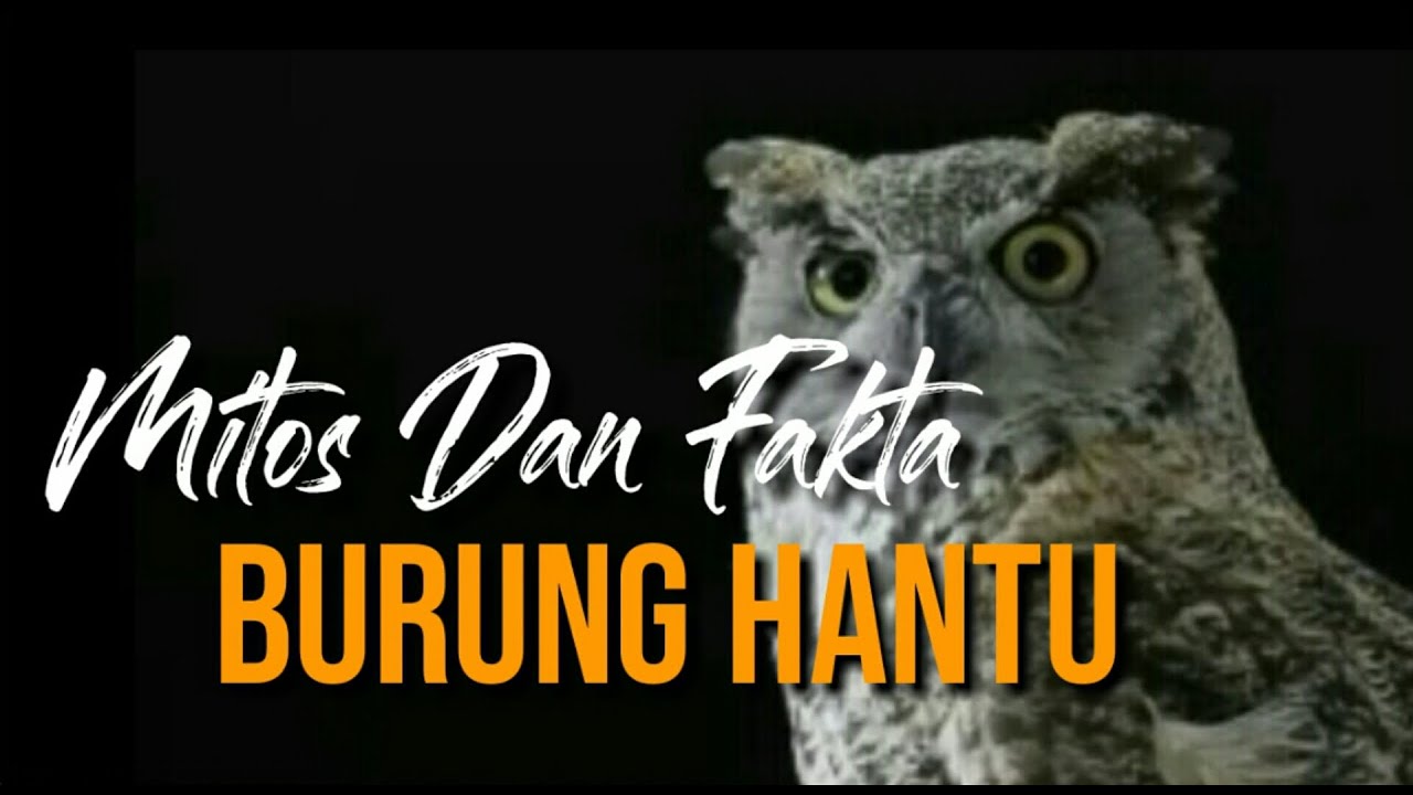 Mitos Dan Fakta Burung Hantu 