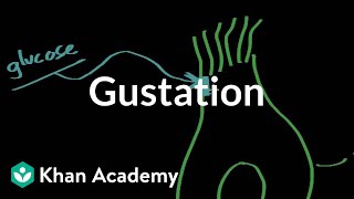 Gustation - structure and function | Processing the Environment | MCAT | Khan Academy