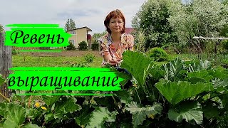 Ревень. Выращивание.