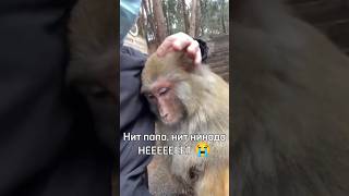 Папа Не Гоняй... 😭 #Rek #Monkey #Brother #Ещкере #Omega #Браток #А4 #Майнкрафт #Роблокс #Tiktok