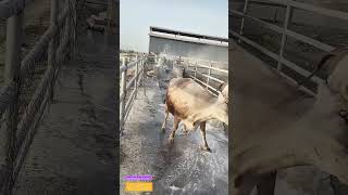 Splashing Through Sanitation: How Cows Get a Foamy Spa Day Before Milking
