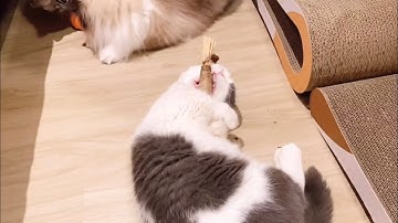 Hilarious Video of Three Cats Going Crazy for Catnip Toys