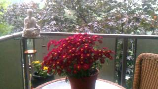 Torrential Storm September  29, 2011