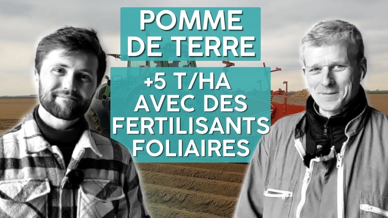POMME DE TERRE : gagner 5 t/ha avec des fertilisants foliaires, le témoignage de Guillaume Tupigny