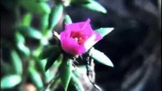 Here, There and Everywhere (MUSIC)