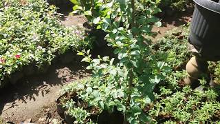 TERNYATA MAHAL!! Bibit Daun Bidara Harganya Mahal Banget