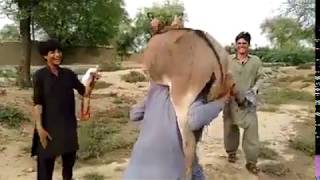 Power Of Pathan funny video