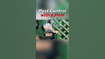 Double Taps - the most effective approach to pest control!