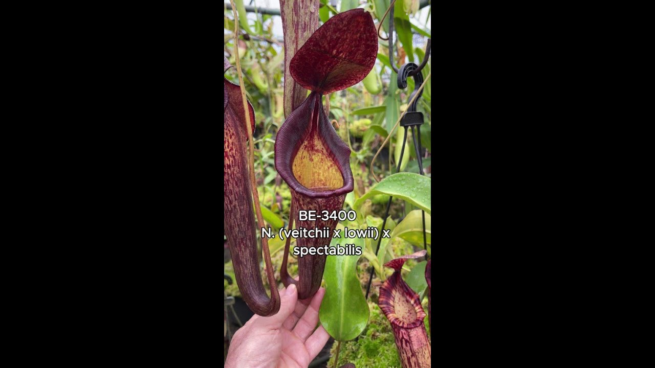 Spotlight on N. (veitchii x lowii) x spectabilis | BE-3400 - YouTube