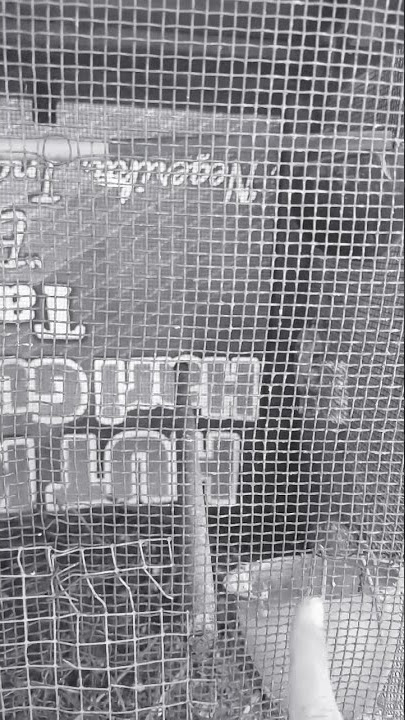 Bagai burung dalam sangkar