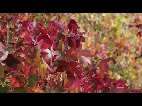 Sweet gum tree autumnal foliage - Eden Project