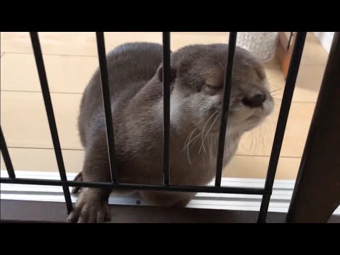 カワウソさくら 非常に可愛いところ5連発  otter introducing 5 cute videos