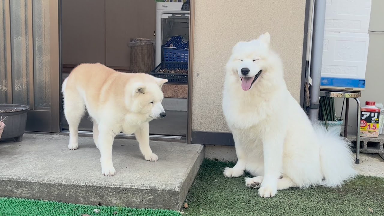 今期から配属された大型新入社員犬に番犬仕事の極意を伝授するベテラン