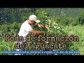 Poda de formación del aguacate (Primera poda)