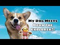 MY DOG MEETS DORA THE EXPLORER 