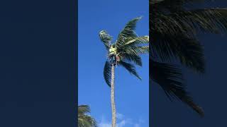 Napili Shores Coconut Palm Tree Surgeon.