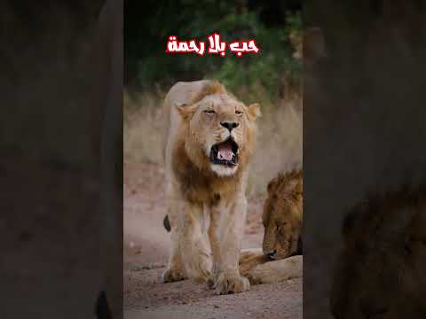 أعنف تزاوج في عالم الحيوانات 