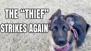 The Thief Strikes Again - German Shepherd Puppy Uzi Steals Firewood