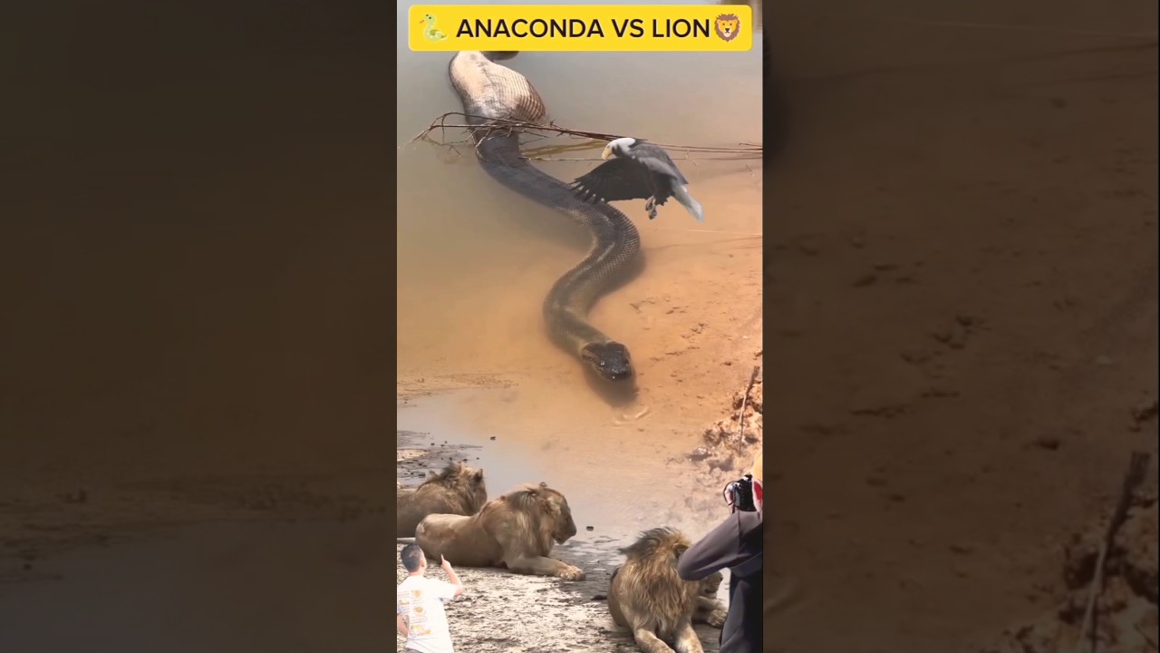 ANACONDA VS LION : An eagle alerts a pair of lions that a giant Anaconda is stalking them