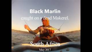 Extreme Kayak Fishing Black Marlin
