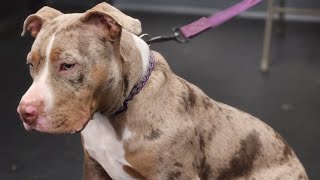 Highlights from Fatty's K9 Training to graduate the AKC S.T.A.R. Puppy Program!!📸🐶😍