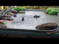 Hummingbirds Play in Homemade Bird Bath