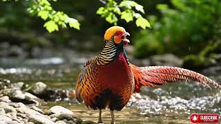 Top 10 Most Amazing Birds for Deep Sleep & Stress Relief   4K ASMR 🎧🕊️