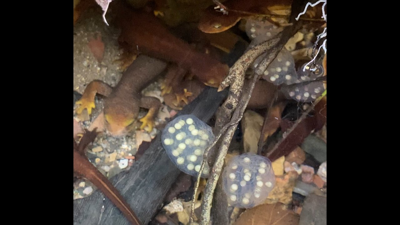 California Newt Breeding Habitat (Taricha torosa)