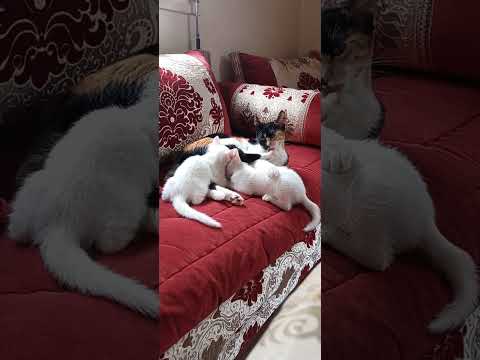 شمس ترضع الصغيرتين  شمس الهرة الجميلة القطةالمشاكسسسسسسسسسسسسسة القطةالعنيدة