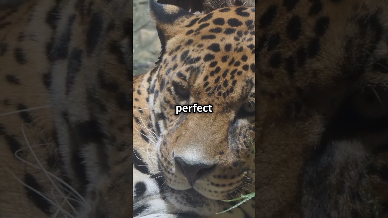 Jaguars Are Stealth Masters | Chronicles of Curiosity 