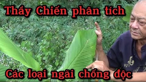 Thầy Chiến phân tích các loại ngãi chống độc.