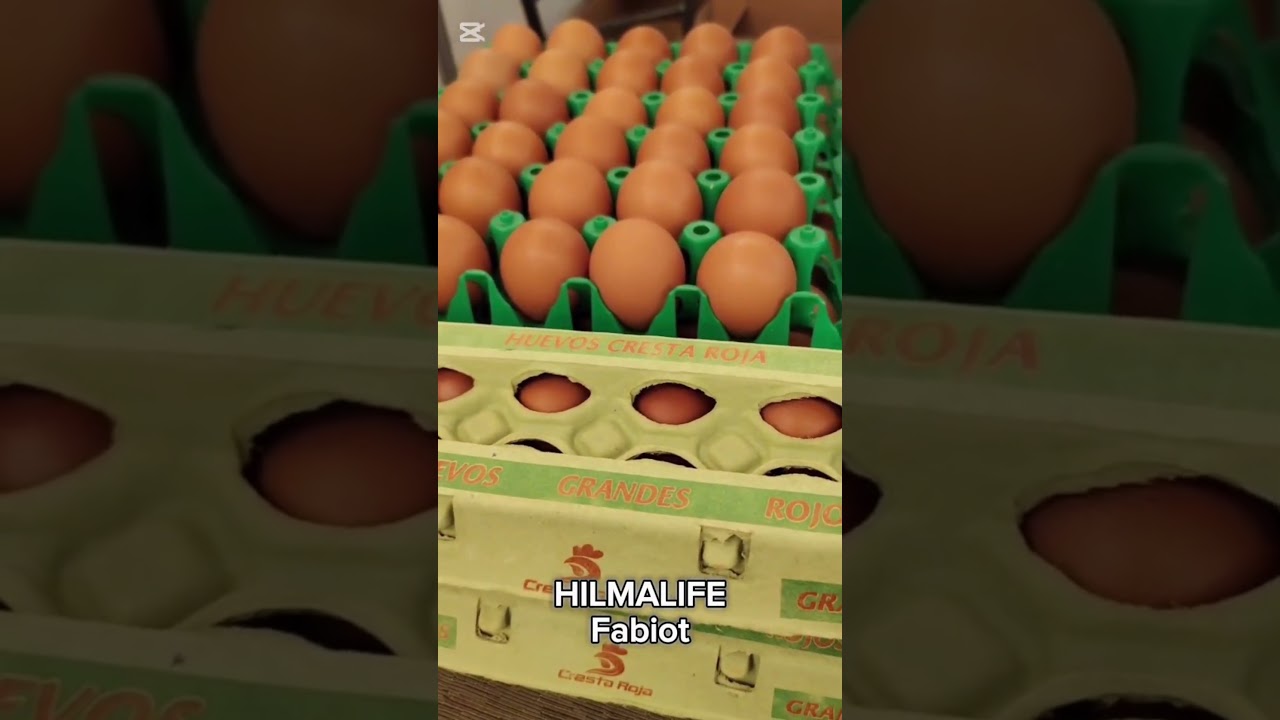 #Hilmalife con #Fabiot Gallinas libres de pastoreo ofrece huevos de calidad y saludables
