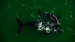 Celebrity Meet Your South Africa with Alison Towner. Marine Life in Gansbaai (20 secs) Net Worth