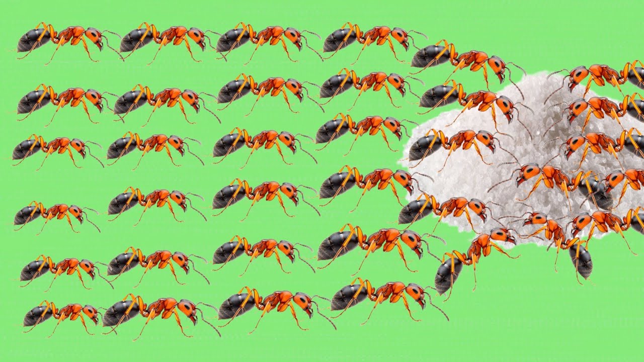 🇺🇸Ух ты, муравьи против сахара! 😱🐜 Красные муравьи едят сахар – невероятное поведение насекомых в...
