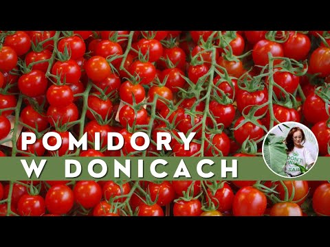 Wideo: Najlepszy czas na sadzenie sadzonek pomidorów w 2019 roku