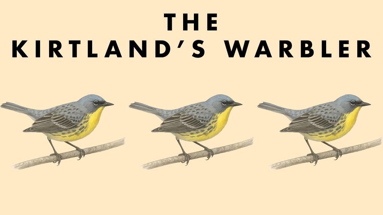 Это САМАЯ РЕДКАЯ ПЕШЕХОДНАЯ ПЕШЕХОДКА В МИРЕ!