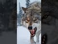 Shepherd Faces Wolf &amp; -40°C Storm
