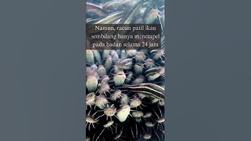 Berapa Lama Racun ikan Sembilang Hilang?