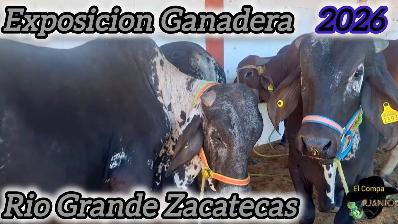 Exposición Ganadera Rio Grande Zacatecas México// Carnaval 2026 