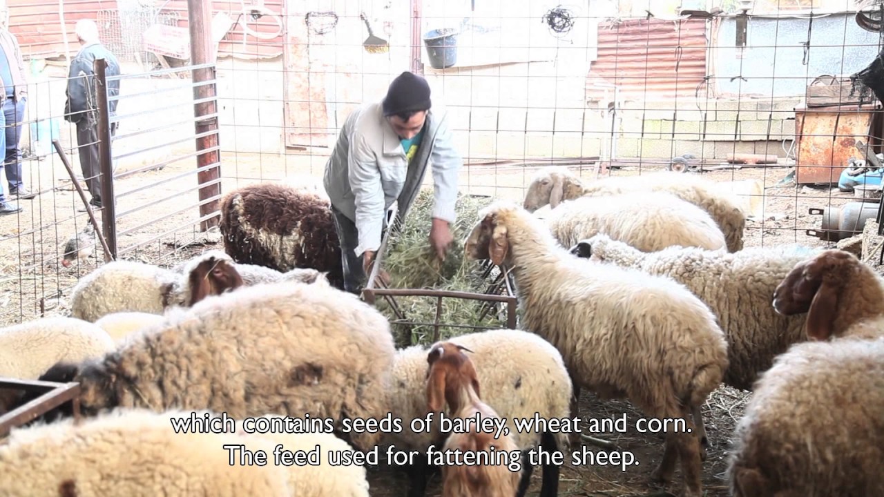 قصة نجاح - السيد محمود خضيرات (زيادة حجم الحيازة من الاغنام)