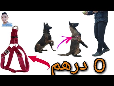 فيديو: كيفية خياطة بذلة للكلب الألماني