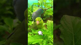 Just a Tiny Colorful Parrotlet Chilling on a Leaf #parrotlet #birdshorts #cutevideos