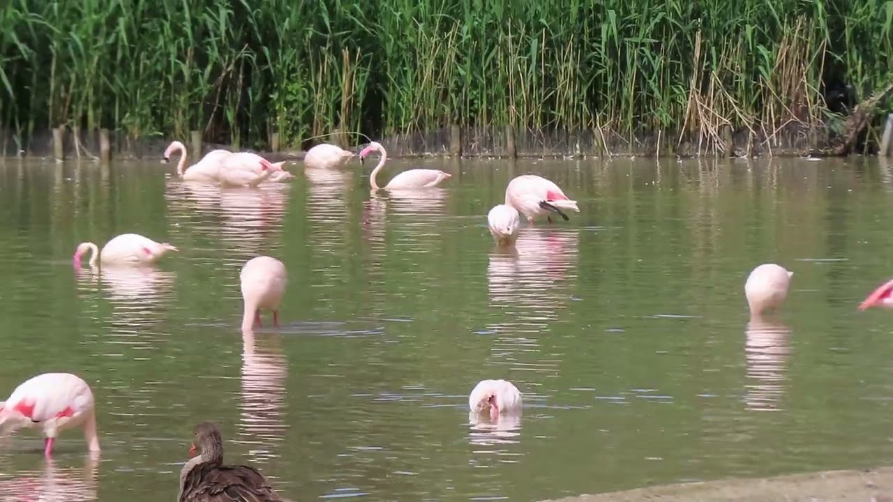 Greater flamingos natural foraging