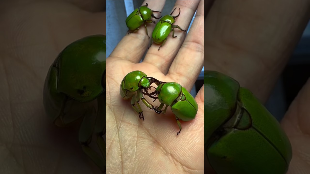 a Golden Stag Beetle Fight (Lamprima aurata).