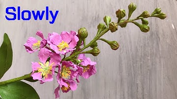 ABC TV | How To Make Queen