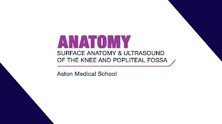 Surface anatomy and ultrasound of the knee and popliteal fossa