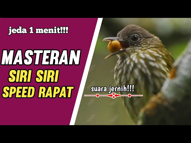 masteran siri siri kecil|masteran murai batu|masteran kacer|masteran cak ijo class=