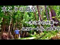 【山暮らし編】《日本で一番長い高枝ノコギリ》木こりの日常〜松を切る〜