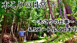 【山暮らし編】《日本で一番長い高枝ノコギリ》木こりの日常〜松を切る〜