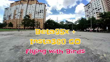 Beta95X v2 + Insta360 GO - Flying with Birds